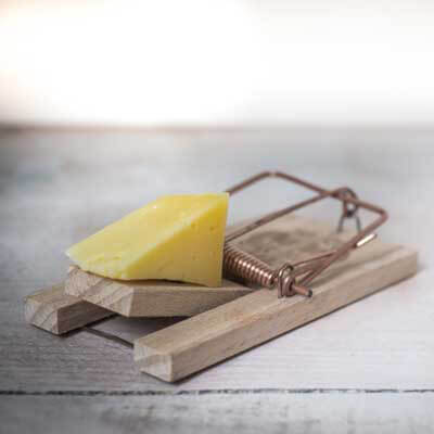 Mouse Trap Cheese